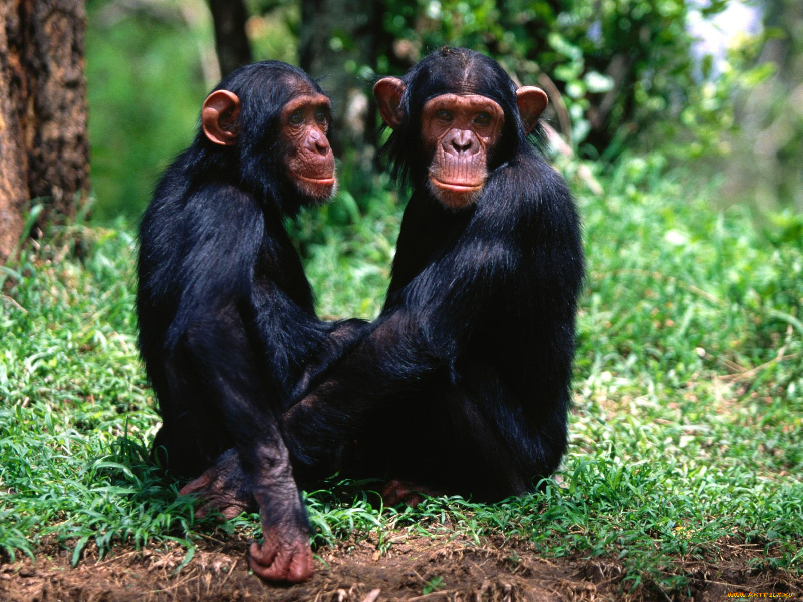 pair, of, troublemakers, chimpanzees, животные, обезьяны.